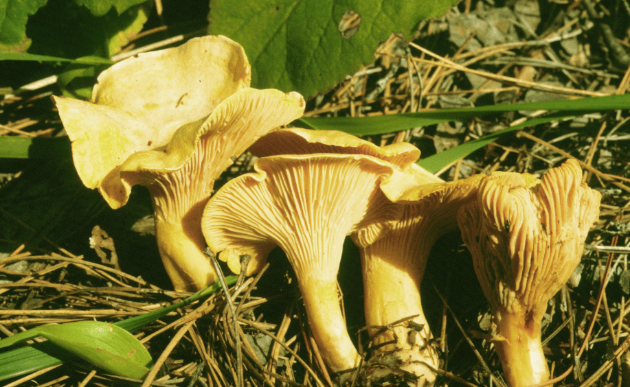 The Best Sautéed Mushrooms!